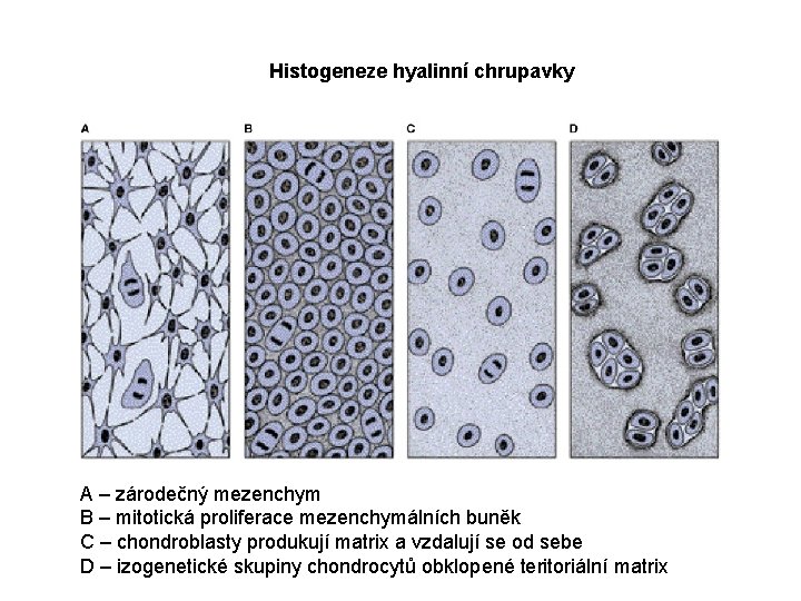 Histogeneze hyalinní chrupavky A – zárodečný mezenchym B – mitotická proliferace mezenchymálních buněk C
