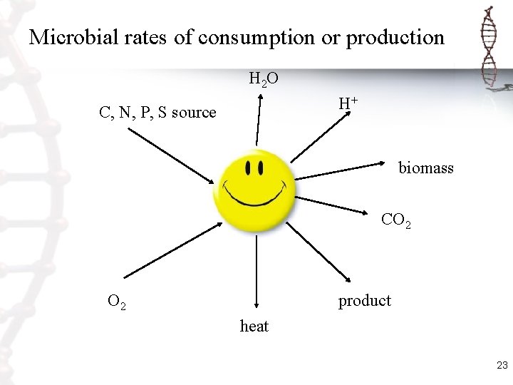 Microbial rates of consumption or production H 2 O H+ C, N, P, S