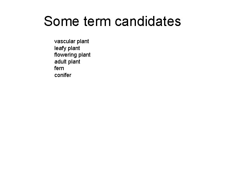 Some term candidates vascular plant leafy plant flowering plant adult plant fern conifer 