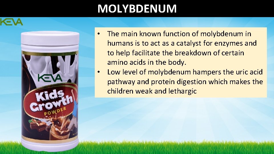MOLYBDENUM • The main known function of molybdenum in humans is to act as MOLYBDENUM • The main known function of molybdenum in humans is to act as
