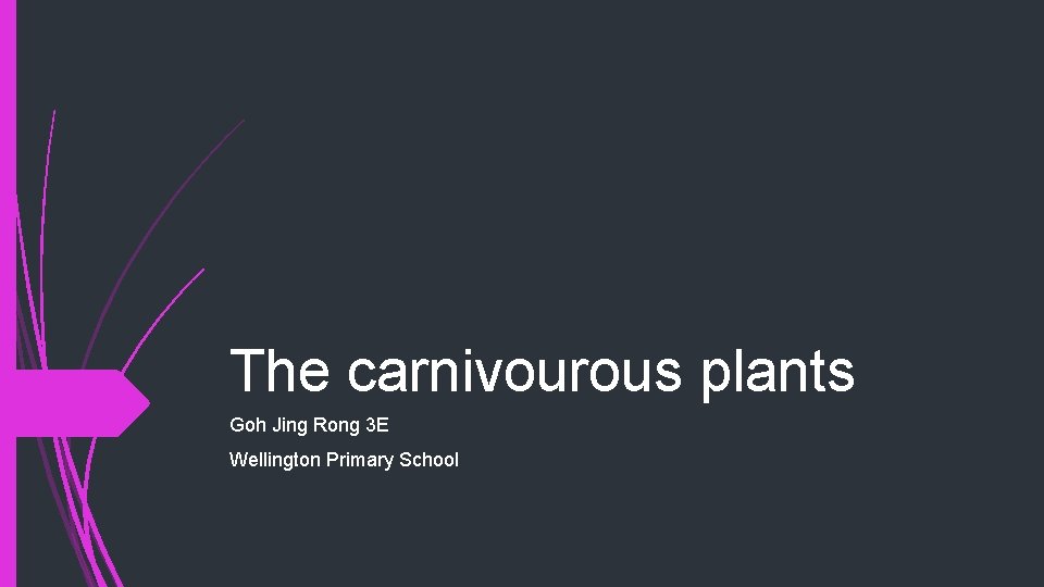 The carnivourous plants Goh Jing Rong 3 E Wellington Primary School 