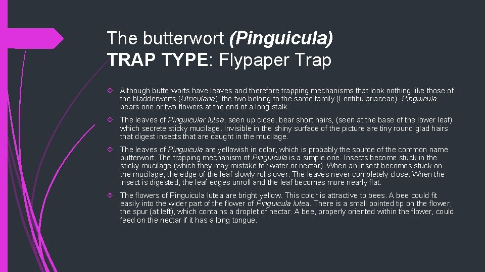 The butterwort (Pinguicula) TRAP TYPE: Flypaper Trap Although butterworts have leaves and therefore trapping