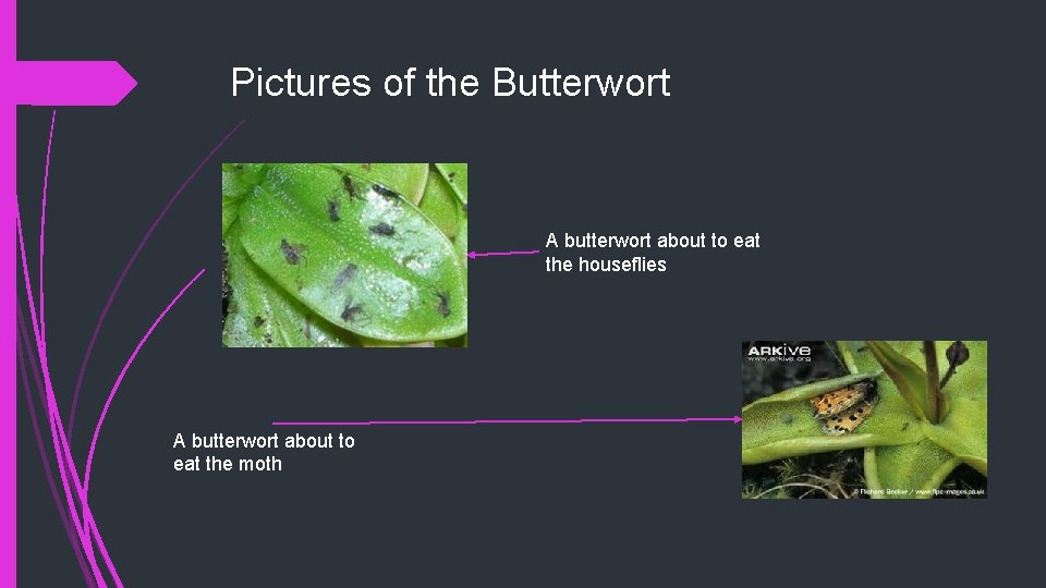 Pictures of the Butterwort A butterwort about to eat the houseflies A butterwort about