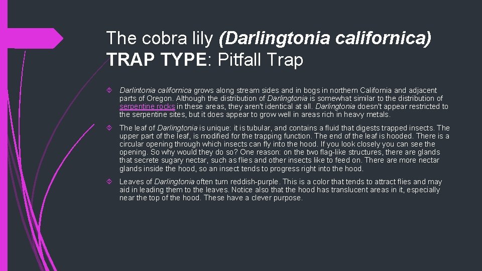 The cobra lily (Darlingtonia californica) TRAP TYPE: Pitfall Trap Darlintonia californica grows along stream
