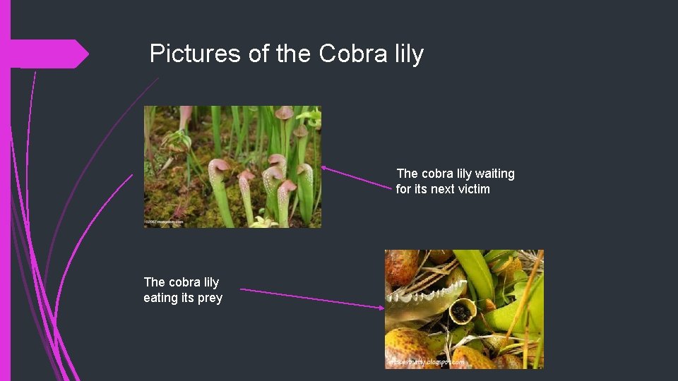 Pictures of the Cobra lily The cobra lily waiting for its next victim The