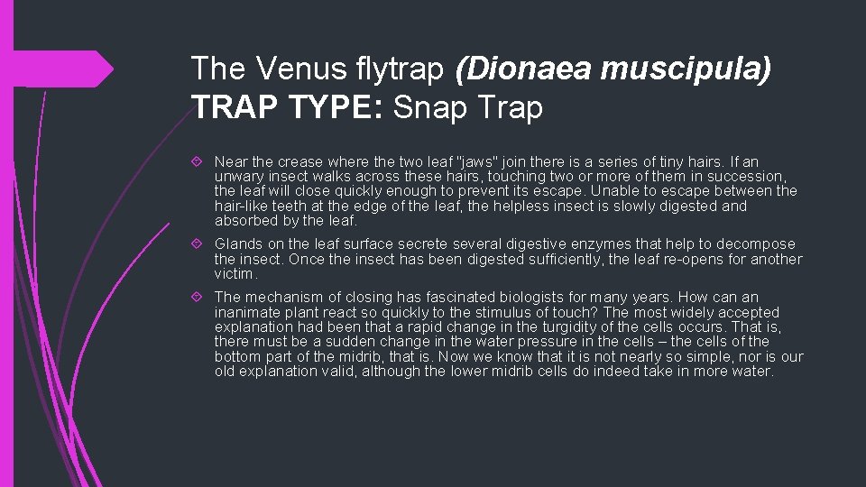 The Venus flytrap (Dionaea muscipula) TRAP TYPE: Snap Trap Near the crease where the