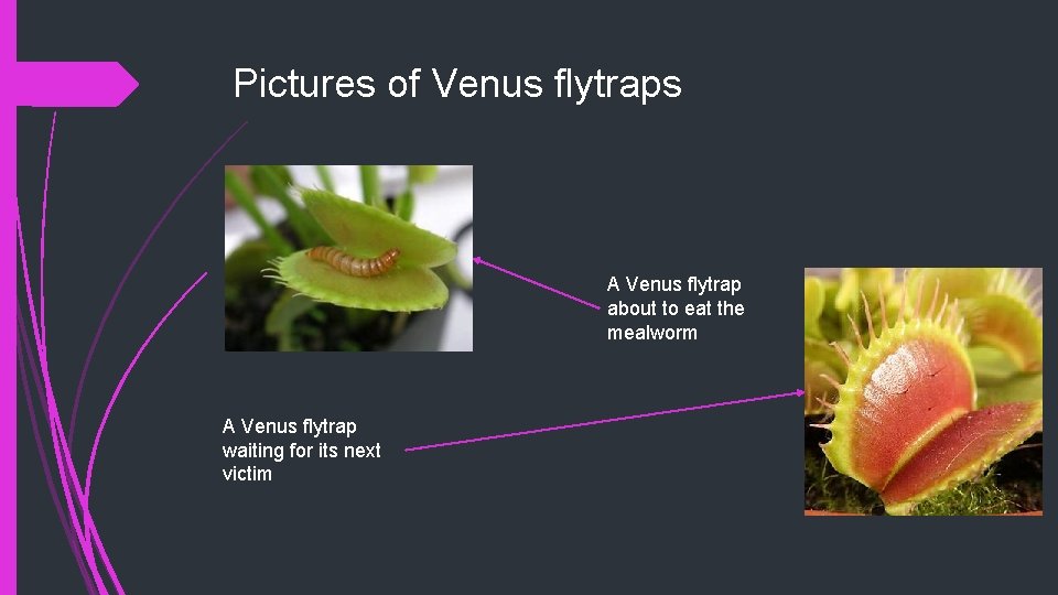 Pictures of Venus flytraps A Venus flytrap about to eat the mealworm A Venus