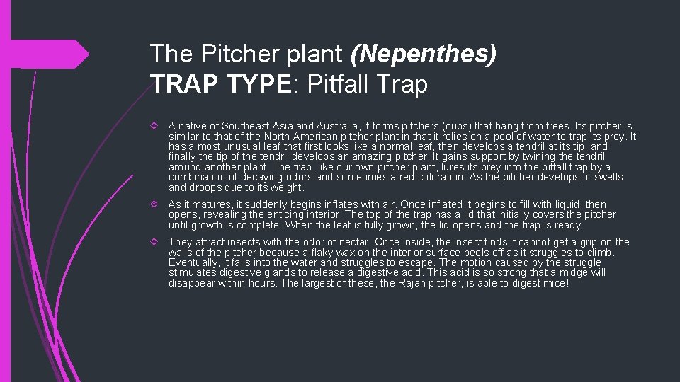 The Pitcher plant (Nepenthes) TRAP TYPE: Pitfall Trap A native of Southeast Asia and