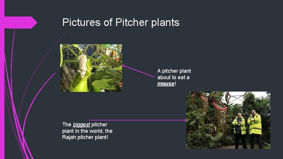 Pictures of Pitcher plants A pitcher plant about to eat a mouse! The biggest