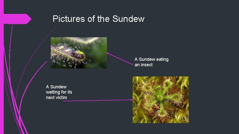 Pictures of the Sundew A Sundew eating an insect A Sundew waiting for its