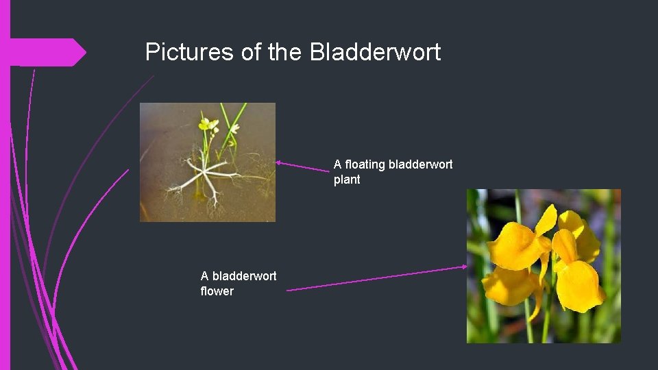 Pictures of the Bladderwort A floating bladderwort plant A bladderwort flower 