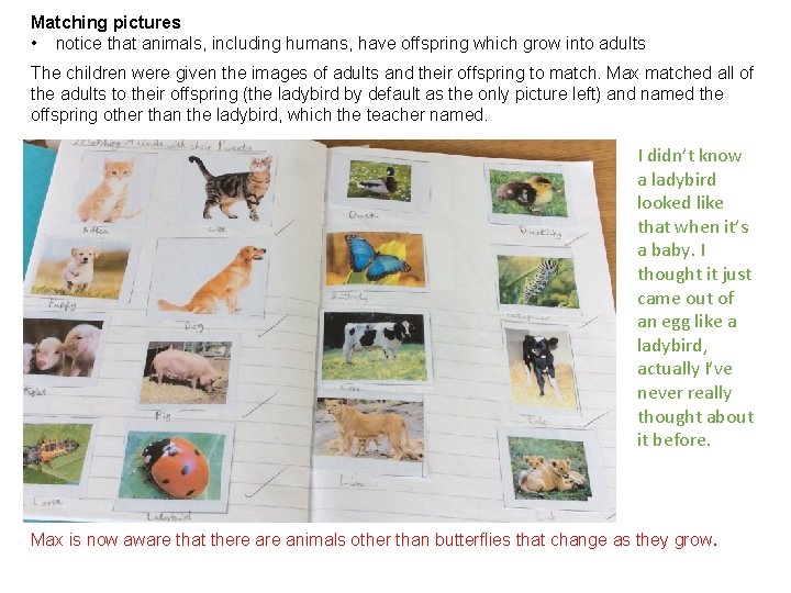 Matching pictures • notice that animals, including humans, have offspring which grow into adults