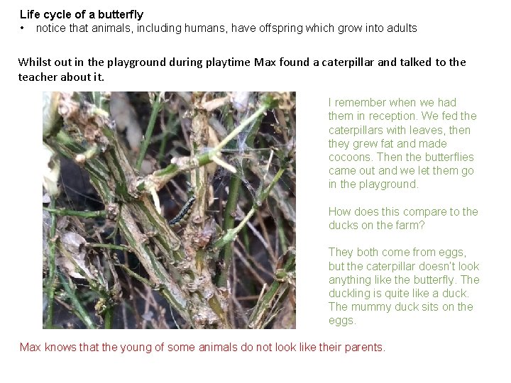 Life cycle of a butterfly • notice that animals, including humans, have offspring which