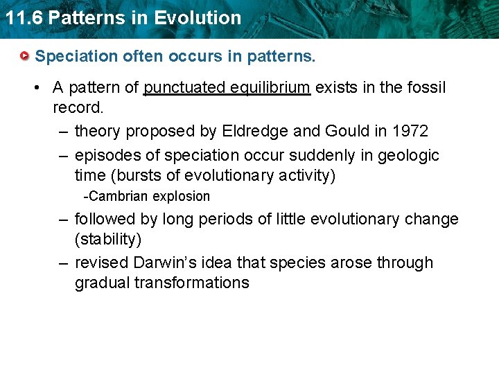 11. 6 Patterns in Evolution Speciation often occurs in patterns. • A pattern of