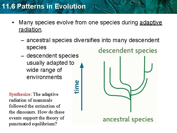 11. 6 Patterns in Evolution • Many species evolve from one species during adaptive