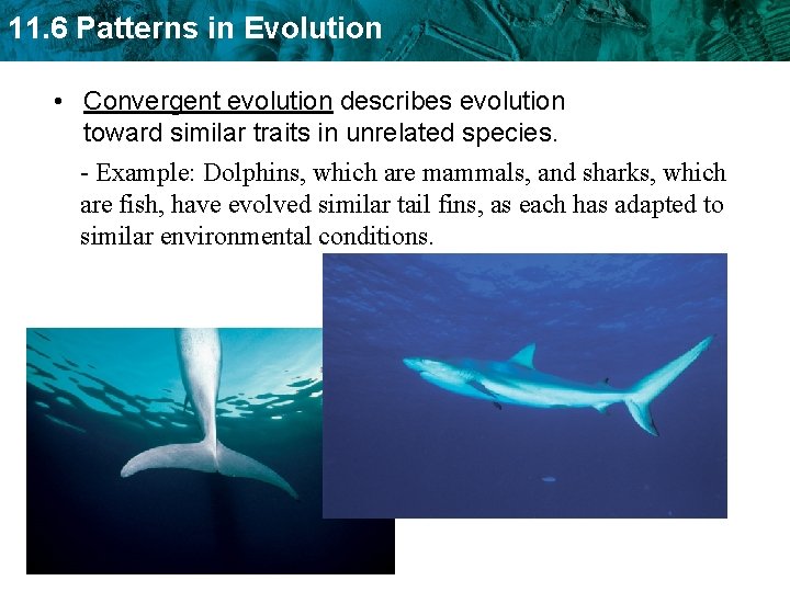 11. 6 Patterns in Evolution • Convergent evolution describes evolution toward similar traits in