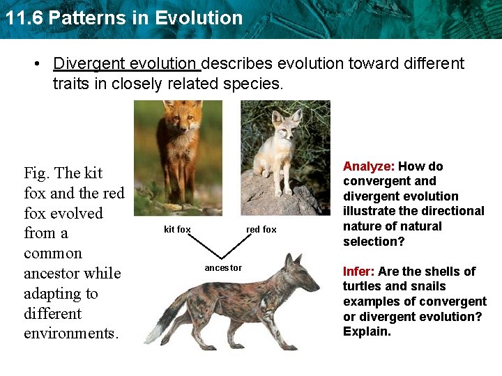 11. 6 Patterns in Evolution • Divergent evolution describes evolution toward different traits in