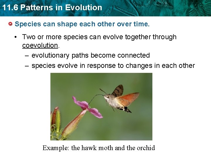 11. 6 Patterns in Evolution Species can shape each other over time. • Two