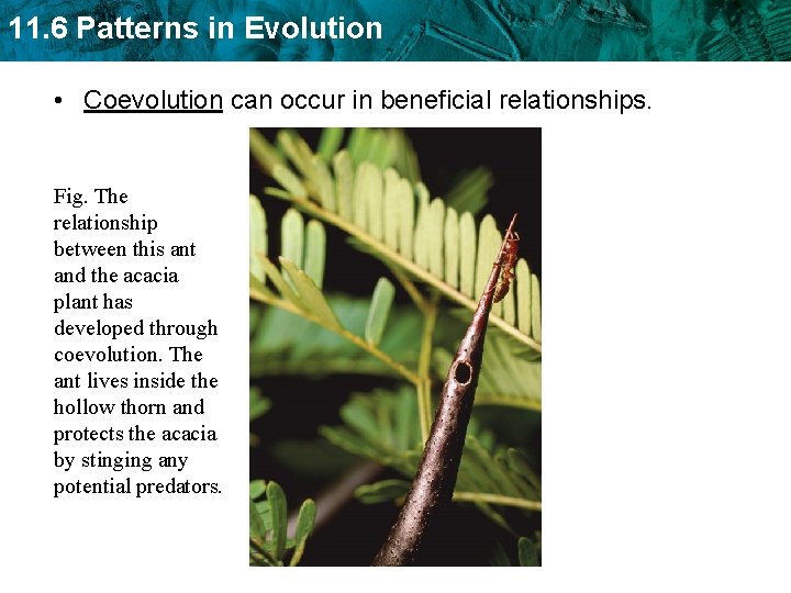11. 6 Patterns in Evolution • Coevolution can occur in beneficial relationships. Fig. The