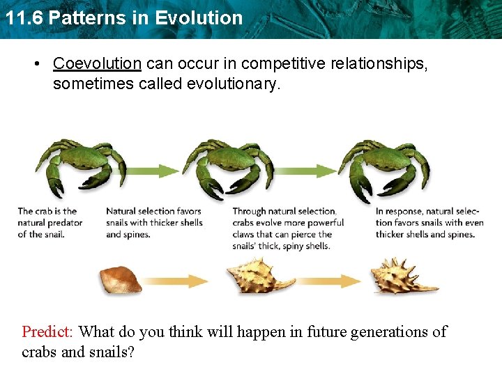 11. 6 Patterns in Evolution • Coevolution can occur in competitive relationships, sometimes called