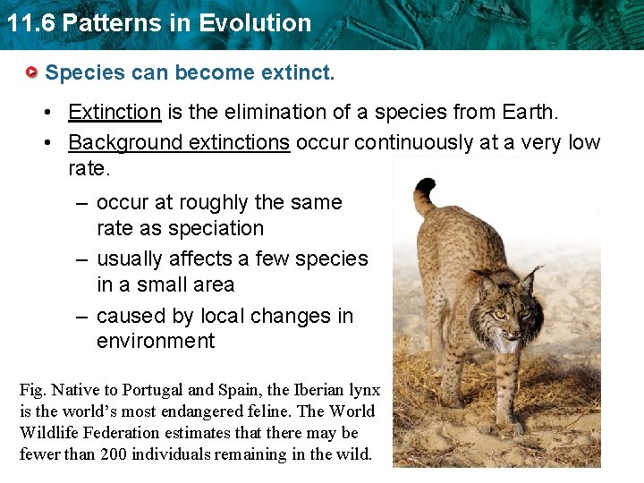 11. 6 Patterns in Evolution Species can become extinct. • Extinction is the elimination