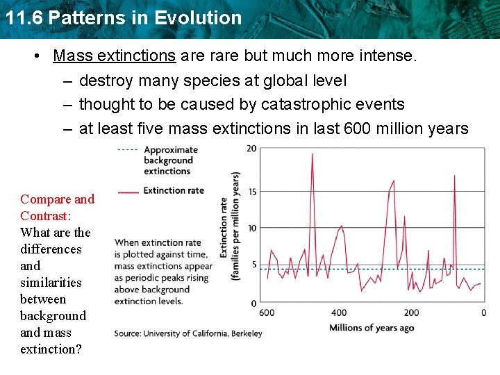 11. 6 Patterns in Evolution • Mass extinctions are rare but much more intense.