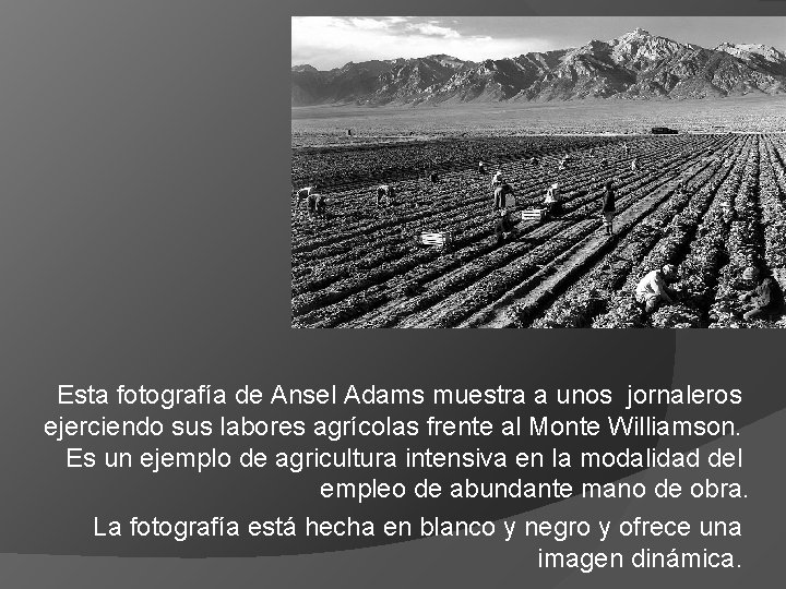 Esta fotografía de Ansel Adams muestra a unos jornaleros ejerciendo sus labores agrícolas frente