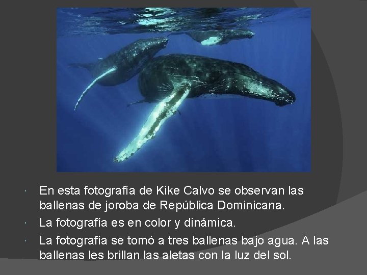 En esta fotografía de Kike Calvo se observan las ballenas de joroba de República
