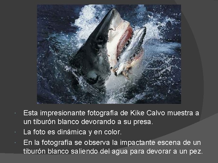 Esta impresionante fotografía de Kike Calvo muestra a un tiburón blanco devorando a su