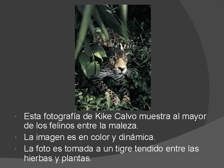 Esta fotografía de Kike Calvo muestra al mayor de los felinos entre la maleza.