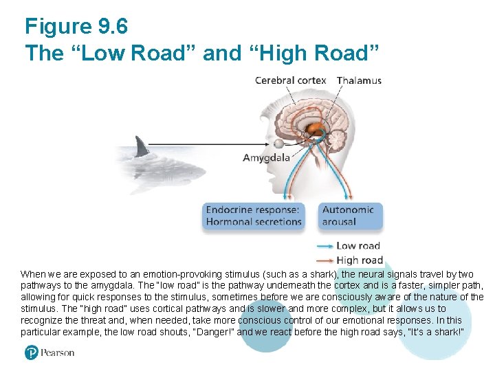 Figure 9. 6 The “Low Road” and “High Road” When we are exposed to