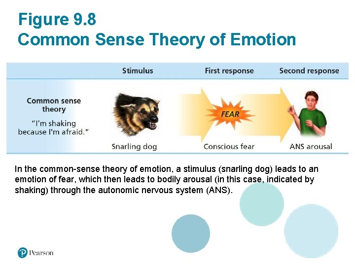 Figure 9. 8 Common Sense Theory of Emotion In the common-sense theory of emotion,