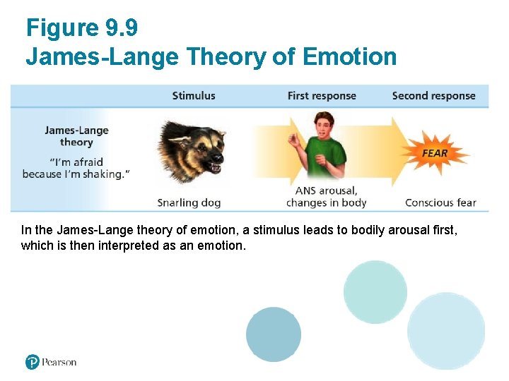Figure 9. 9 James-Lange Theory of Emotion In the James-Lange theory of emotion, a