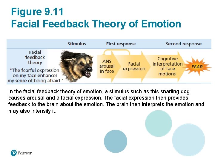 Figure 9. 11 Facial Feedback Theory of Emotion In the facial feedback theory of