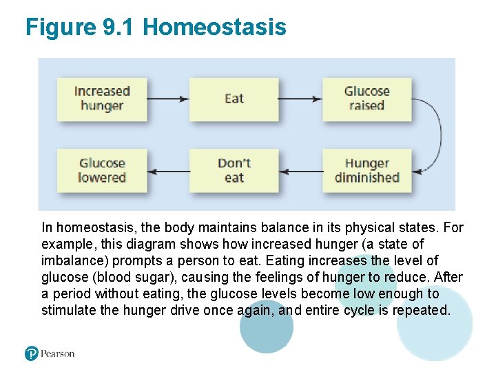 Figure 9. 1 Homeostasis In homeostasis, the body maintains balance in its physical states.