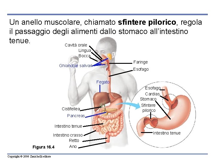 Un anello muscolare, chiamato sfintere pilorico, regola il passaggio degli alimenti dallo stomaco all’intestino