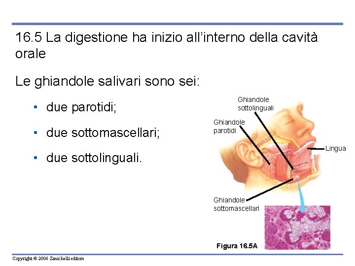 16. 5 La digestione ha inizio all’interno della cavità orale Le ghiandole salivari sono