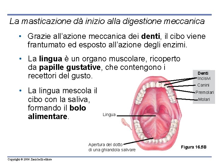 La masticazione dà inizio alla digestione meccanica • Grazie all’azione meccanica dei denti, il