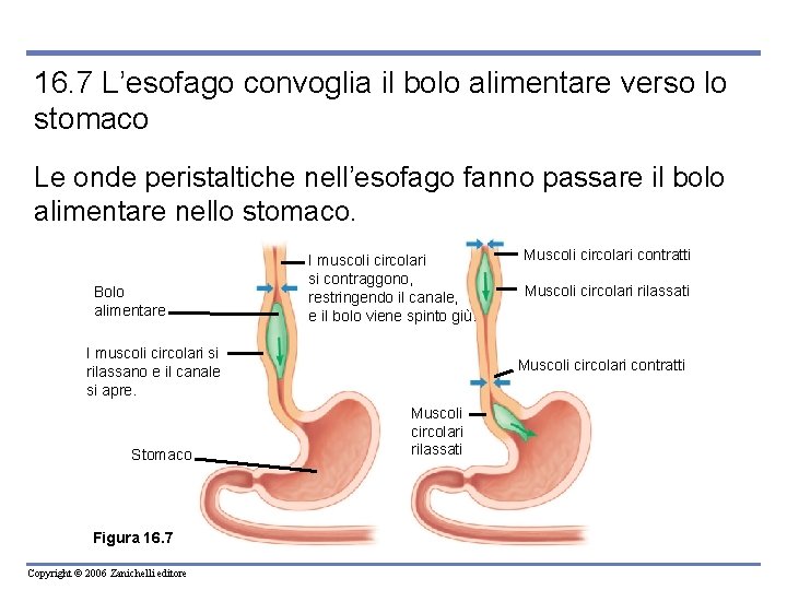 16. 7 L’esofago convoglia il bolo alimentare verso lo stomaco Le onde peristaltiche nell’esofago