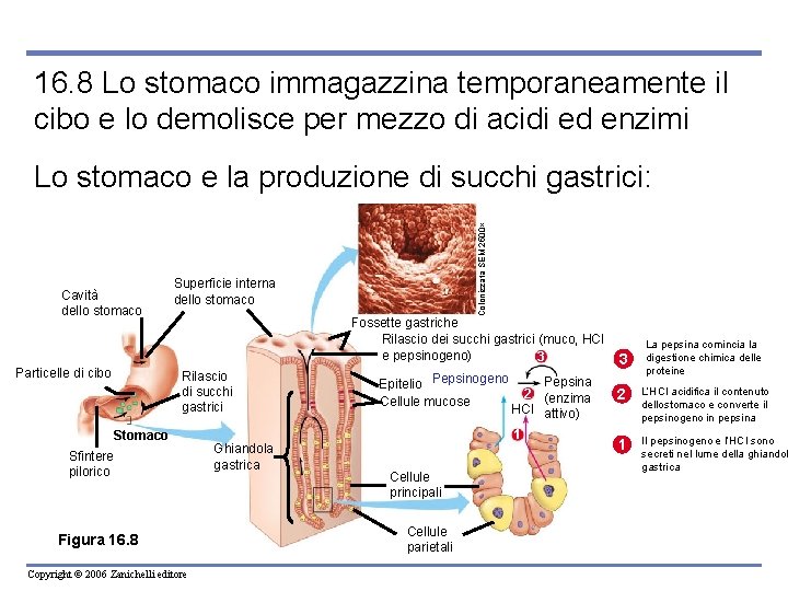 16. 8 Lo stomaco immagazzina temporaneamente il cibo e lo demolisce per mezzo di