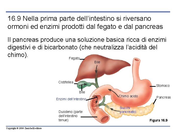 16. 9 Nella prima parte dell’intestino si riversano ormoni ed enzimi prodotti dal fegato