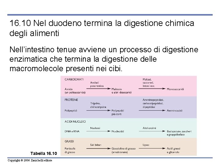 16. 10 Nel duodeno termina la digestione chimica degli alimenti Nell’intestino tenue avviene un