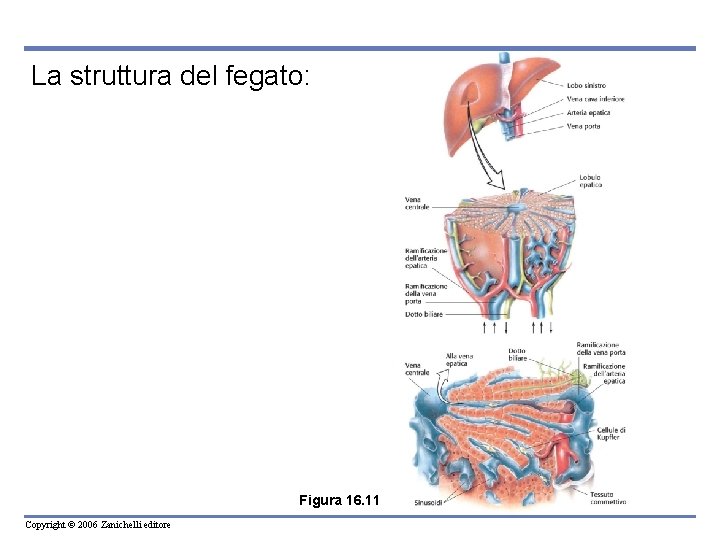 La struttura del fegato: Figura 16. 11 Copyright © 2006 Zanichelli editore 