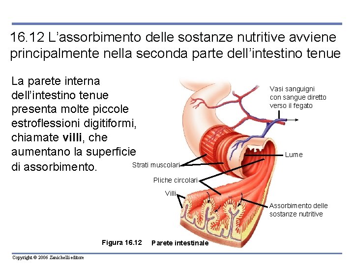 16. 12 L’assorbimento delle sostanze nutritive avviene principalmente nella seconda parte dell’intestino tenue La