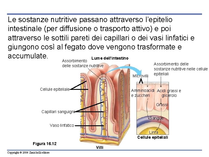 Le sostanze nutritive passano attraverso l’epitelio intestinale (per diffusione o trasporto attivo) e poi