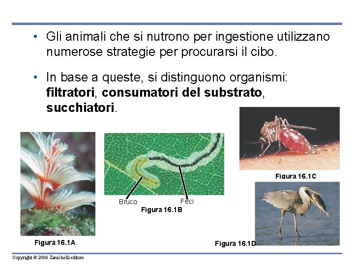  • Gli animali che si nutrono per ingestione utilizzano numerose strategie per procurarsi