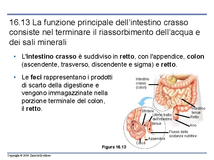 16. 13 La funzione principale dell’intestino crasso consiste nel terminare il riassorbimento dell’acqua e