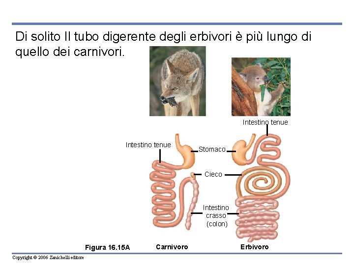 Di solito Il tubo digerente degli erbivori è più lungo di quello dei carnivori.