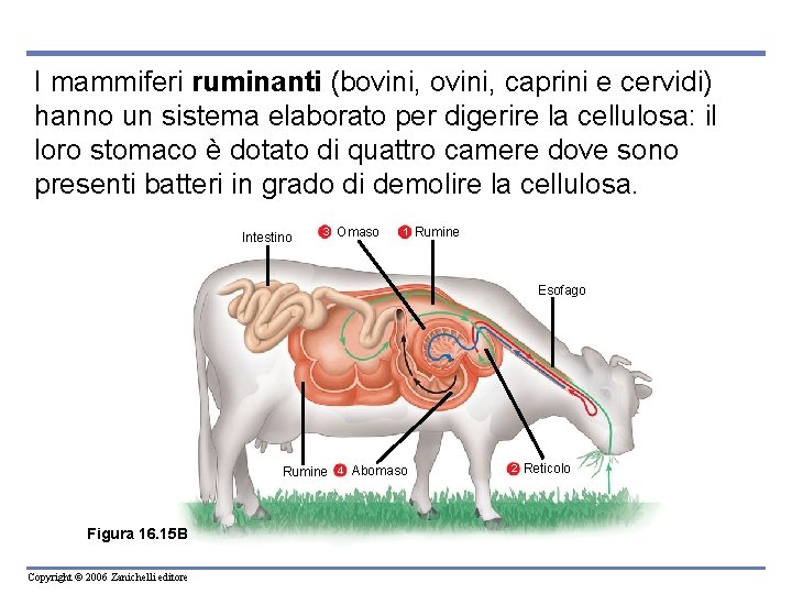 I mammiferi ruminanti (bovini, caprini e cervidi) hanno un sistema elaborato per digerire la