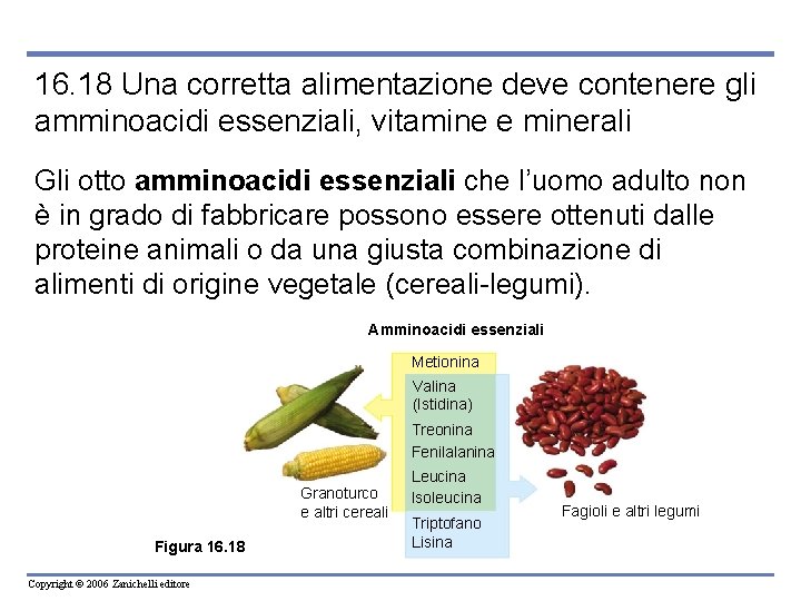 16. 18 Una corretta alimentazione deve contenere gli amminoacidi essenziali, vitamine e minerali Gli